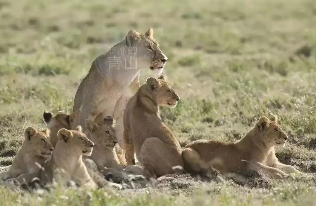 如果你在坦桑尼亞Safari時(shí)獵豹跳進(jìn)車(chē)子里