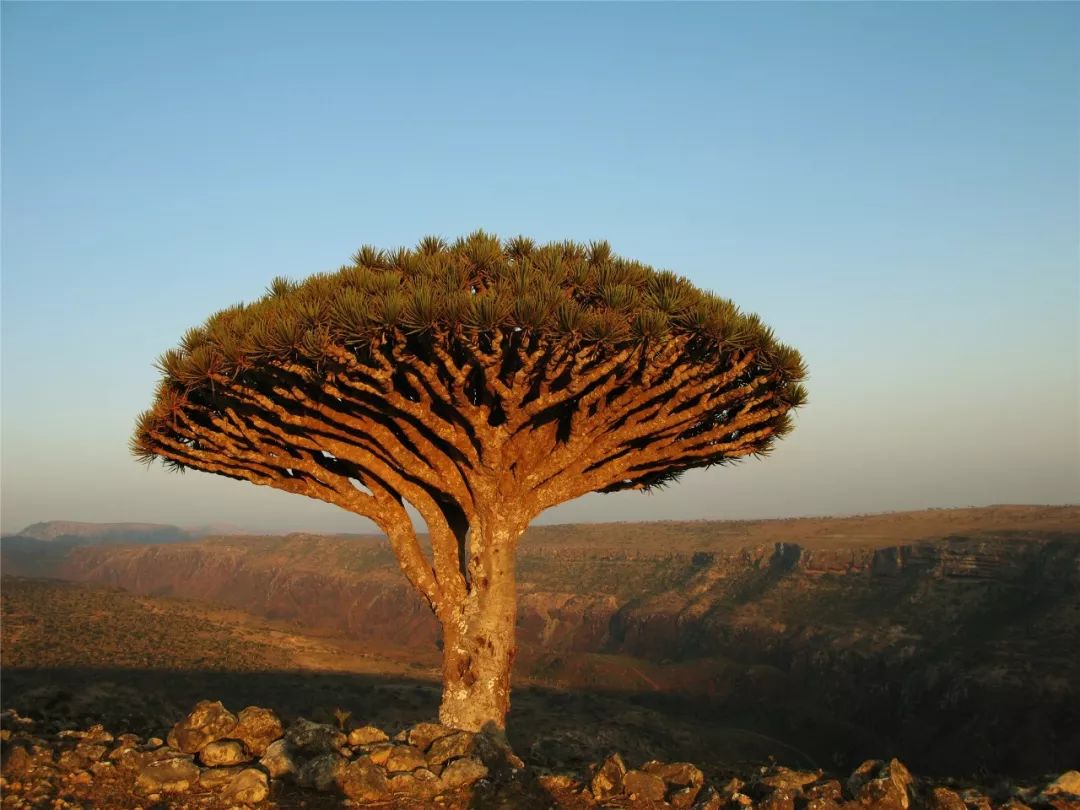 奇幻索科特拉島，地球上最像外星的地方