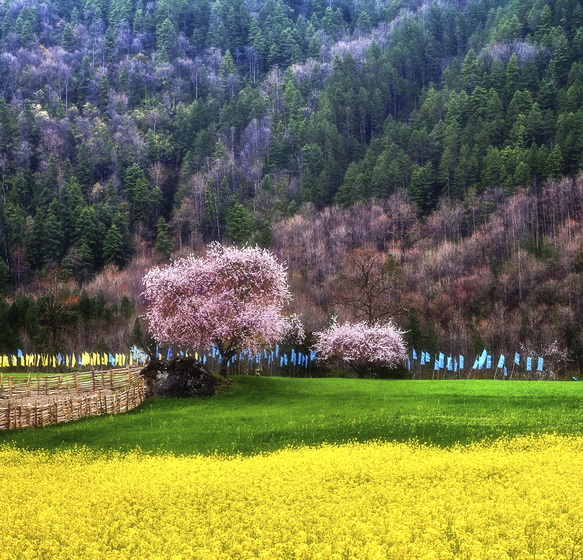 2025.3.25 桃花源記：林芝桃花、然烏冰川、雅魯藏布春色攝影團