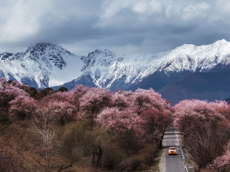 波密桃花5
