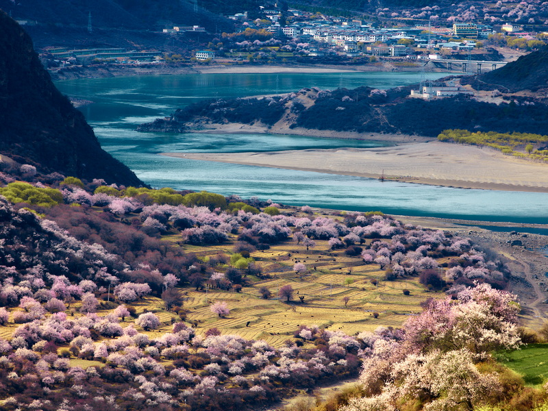 林芝桃花-7