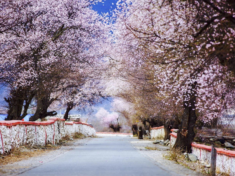 林芝桃花-5