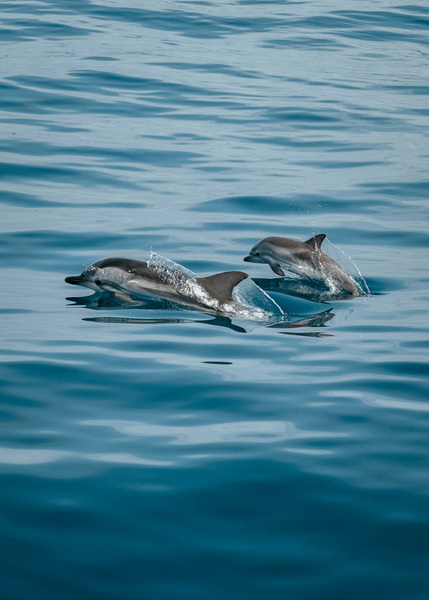 圣瑪麗島-8